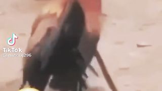 Chicken love 2