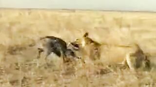 Animal fighting lion vs buffalo