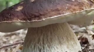 Грибочки