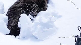 Бурый медведь проснулся зимой.