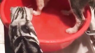 Funny cat part 1