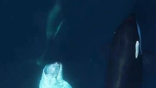 A rare white killer whale spotted in Alaska