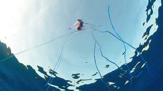Смертельная опасность. Португальский кораблик или физалия (лат. Physalia physalis)