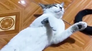 Kucing Lucu I Episode 5