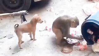Amezing funny dog ???? monkey ????