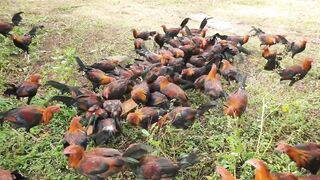 Big Farm Beautiful View Feeding Time