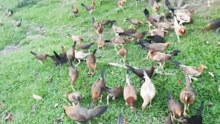 Pabukal Farm - Big Farm Feeding Time