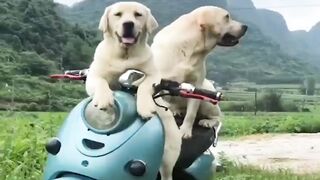 Berita Hot News! Sepasang Anjing Tertangkap Kamera CCTV Sedang Selingkuh Di Pinggir Kebun!