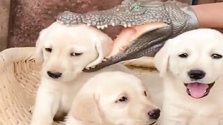 Anak Anjing Dicaplok Buaya Palsu, Lihat Endingnya!