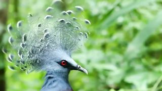 Mashallah, the rarest birds in the world
