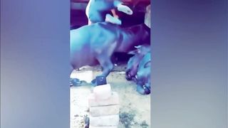 The funniest moments of the year