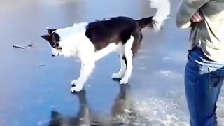 FUNNY PET.