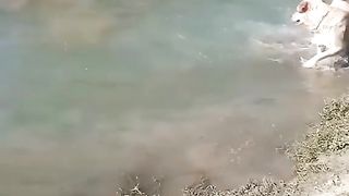 DOG PLAY WITH DUCK IN WATER.