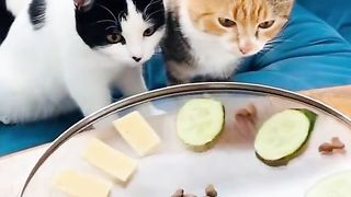 CATS WORLD 14