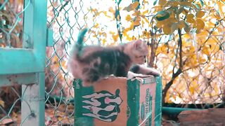 Cats and Kittens Beautiful