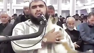 Beutiful cat