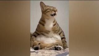 Funniest Animal ???????? cat and dog