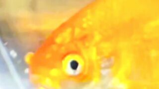 fish video #fishing video #videos #funny