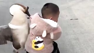 GOOSE FIGHT WITH BABY.