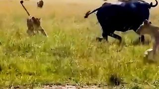 BUFFELO FIGHTING WITH GROUP OF LIONS.
