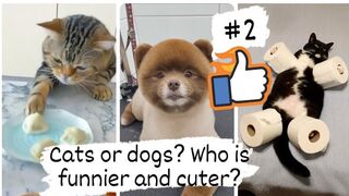 Cats or dogs? Who is funnier and cuter