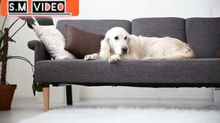 Adopting senior pets and joy benefits