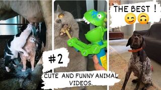 CUTE AND FUNNY ANIMAL VIDEOS. THE BEST! 4