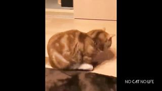 CUTE CATS VIDEO ????