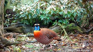 Temminck's tragopan Tragopan temminckii pheasant courtship display in full 60fps Jonathan Pointe