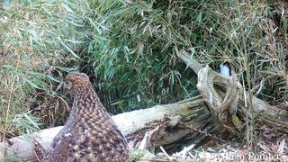 Satyr tragopan (Tragopan satyra) pheasant courtship display in full