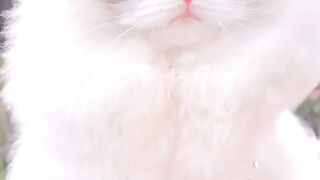 Princess cat