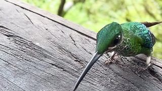 Beautiful bird 4