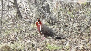 Satyr Tragopan bird