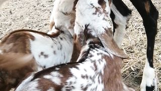 Cute babygoats