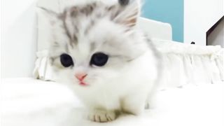 Watch This Cute Cat Child Conquer 3 Steps - Until the Last One!