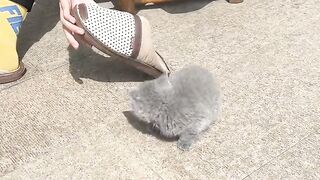 Funny cat 31