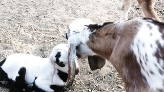 Baby goats 2