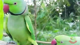 Ringnick _parrot_vedios_ compilation