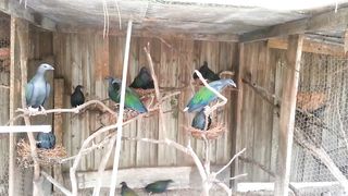 Nicobar Pigeons bird Colony