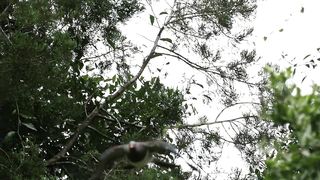 (Wood Pigeon bird) gathering nest material