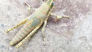 Nature beauty 6
