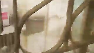 Pigeon ????????????