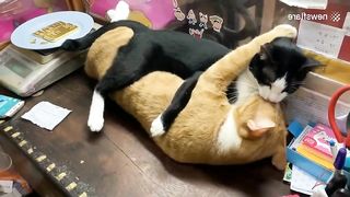 TWO CATS KISSING AND HUGGING EACH OTHER