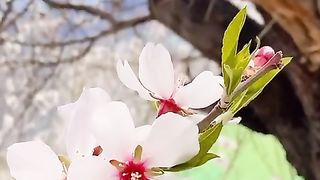 Spring season almond blossom.