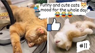 Funny and cute cats- mood for the whole day!