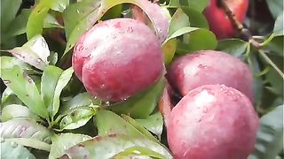 Organic peach.