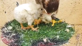 Falcon Eating . Like and subscribe