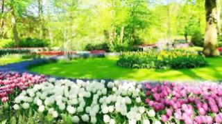Beauty of flowers In garden