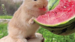 Rabbit 5