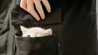 Cat ???? 3